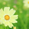 yellow cosmos