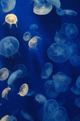 jellyfish