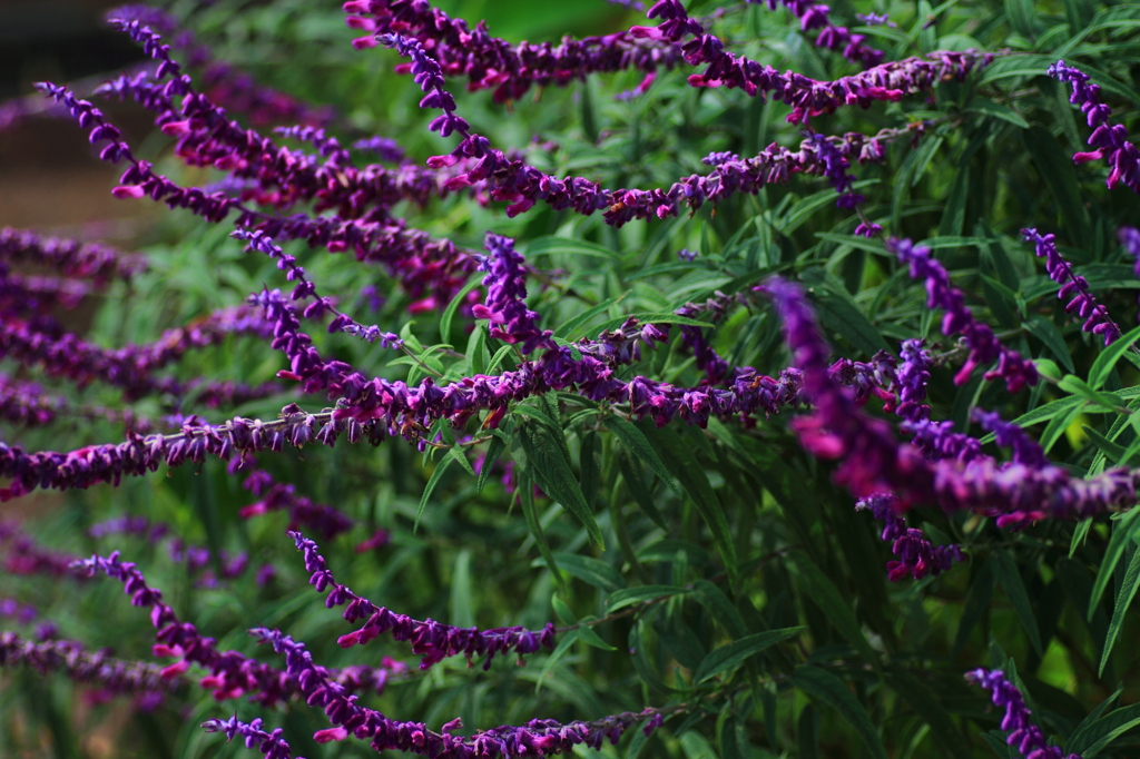 purple dance