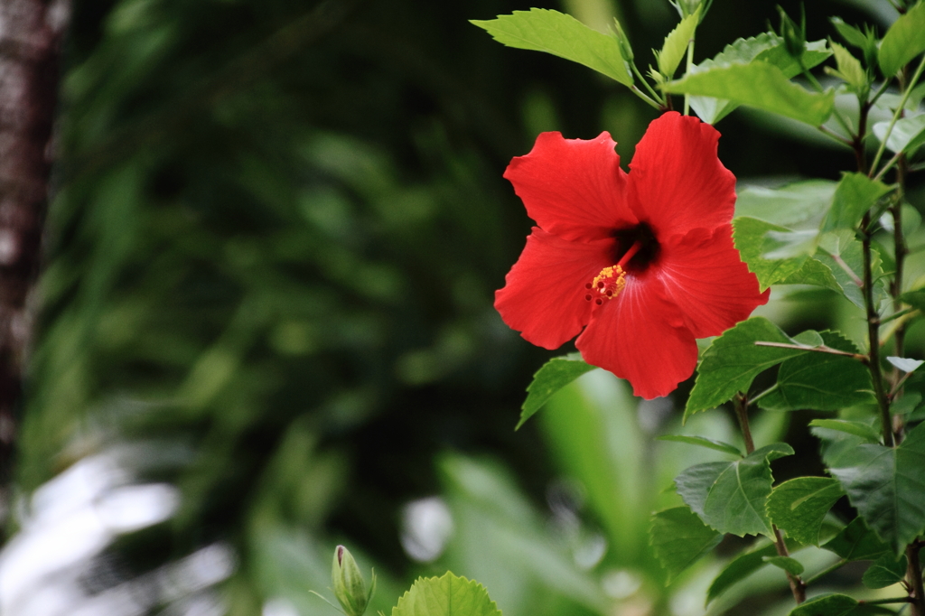 Tropical Flower 2