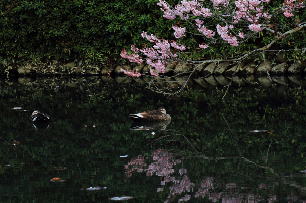 桜と鴨