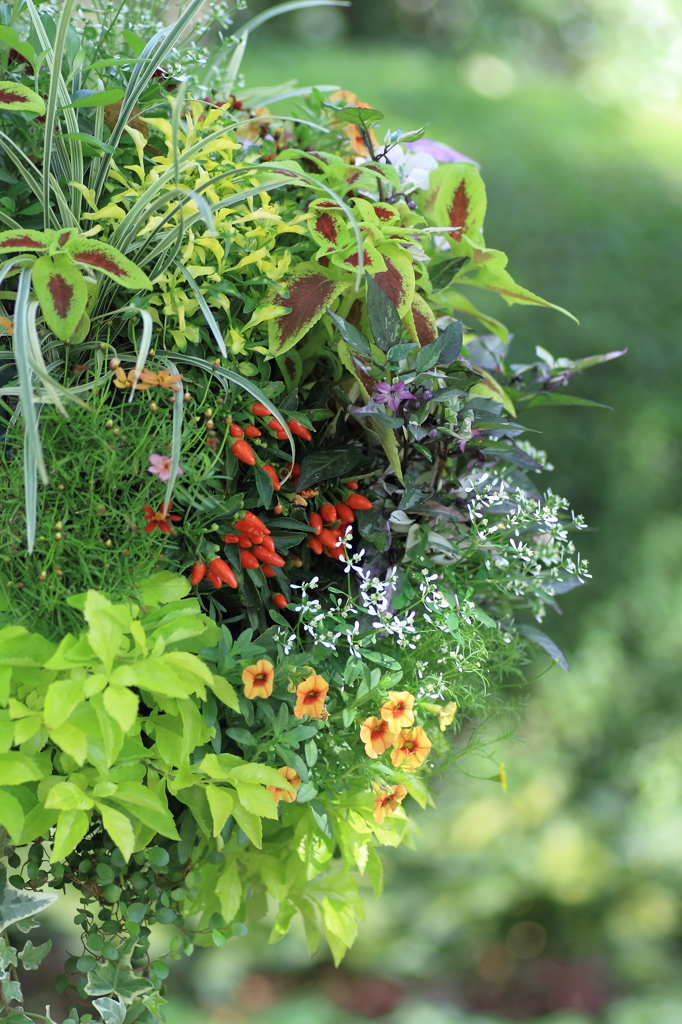 Green Arrangement