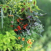 Green Arrangement