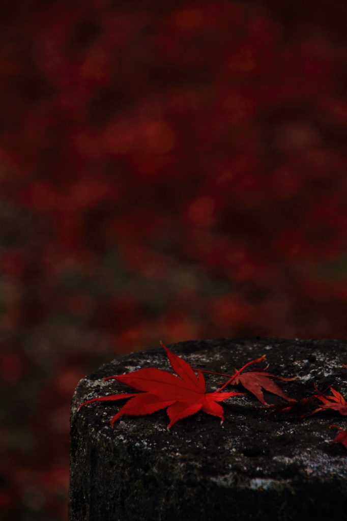 紅葉