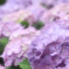 Hydrangeas in the rain