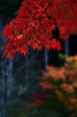 autumn red
