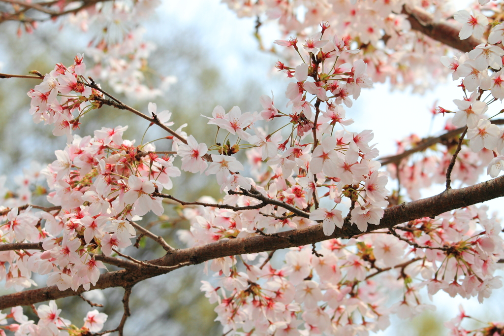 cherry blossoms