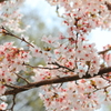 cherry blossoms