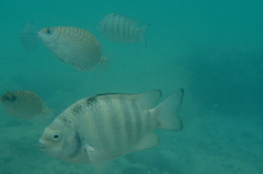 in the sea 1