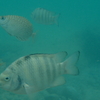 in the sea 1