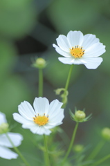 秋風に揺れる花