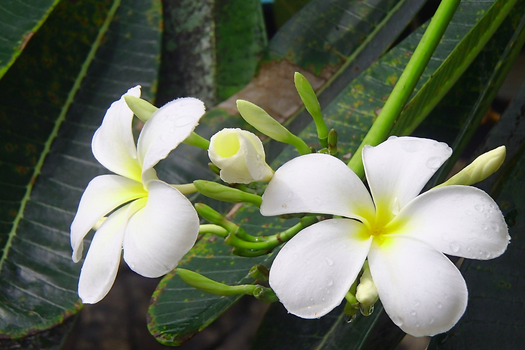 Tropical Flower 1