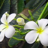 Tropical Flower 1