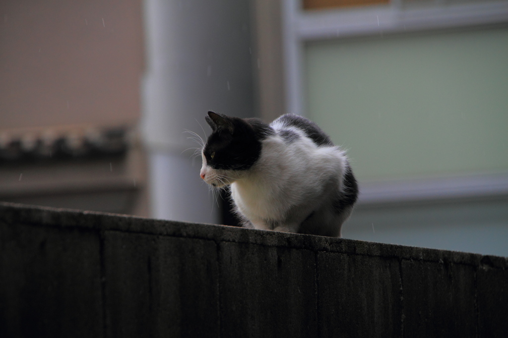 急に降り出した雨