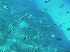 in the sea 2