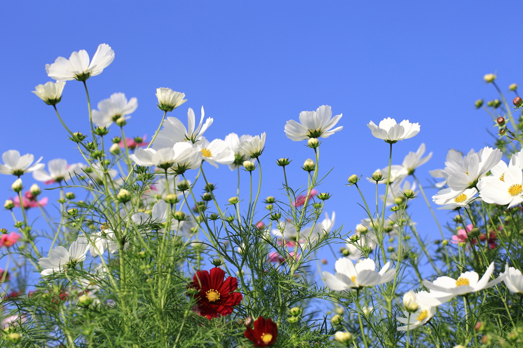 white cosmos