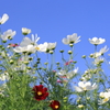 white cosmos