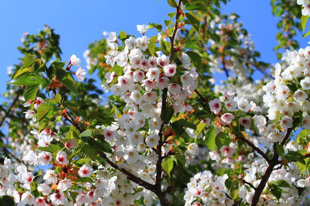 Blossom & Leaves