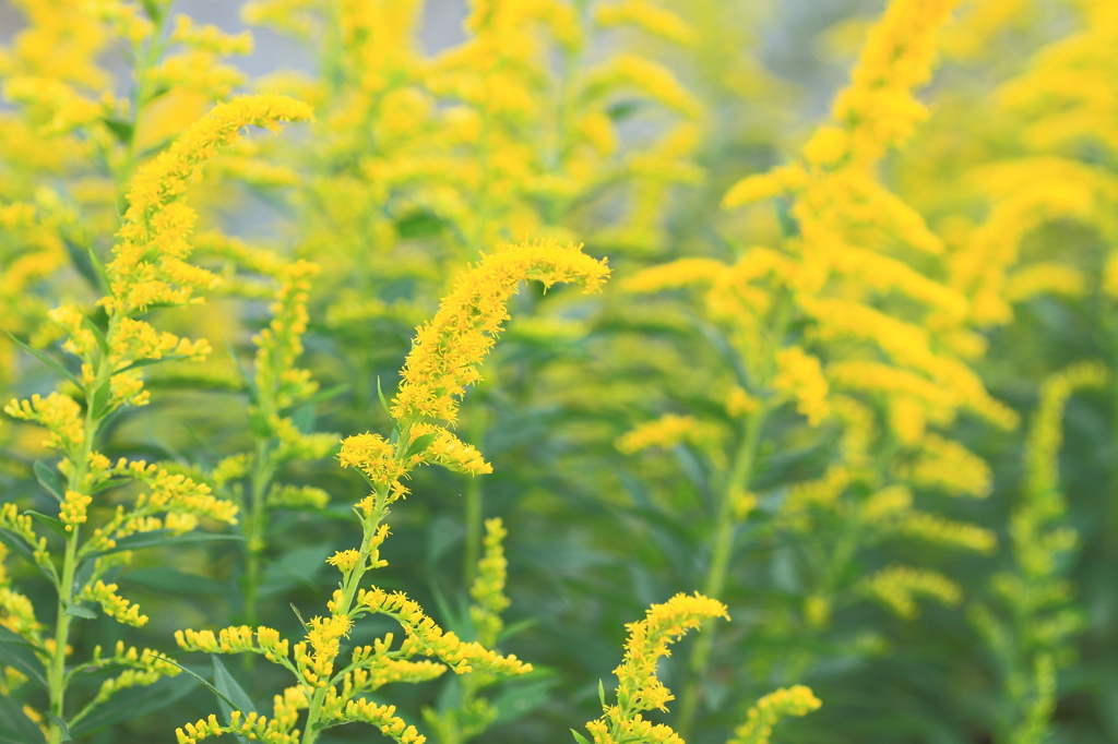 Canada goldenrod