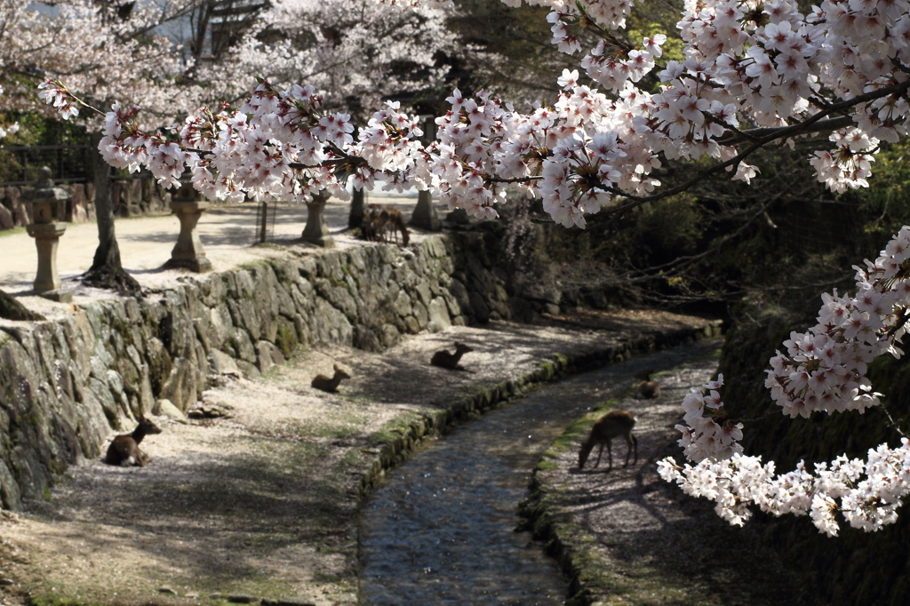 桜日和