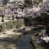 桜日和