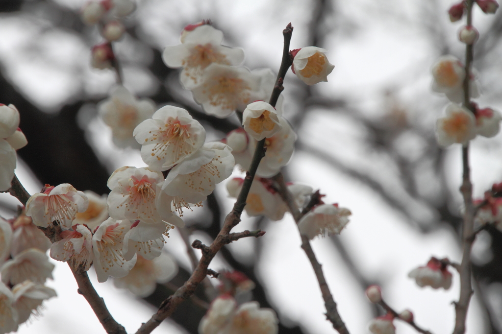 桜はすぐそこ