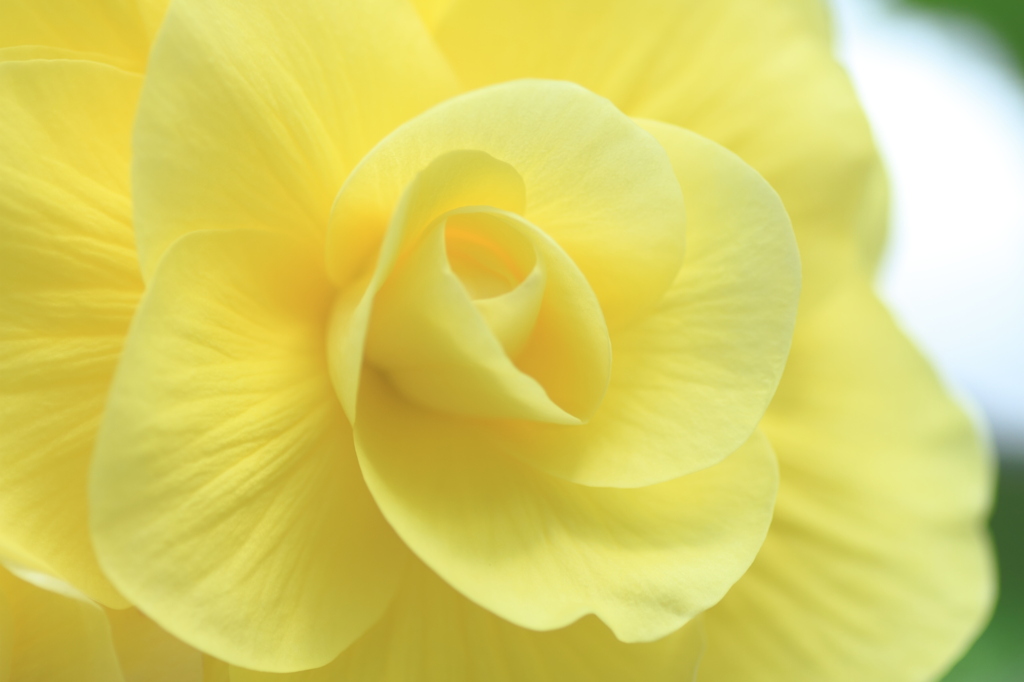Fresh Yellow