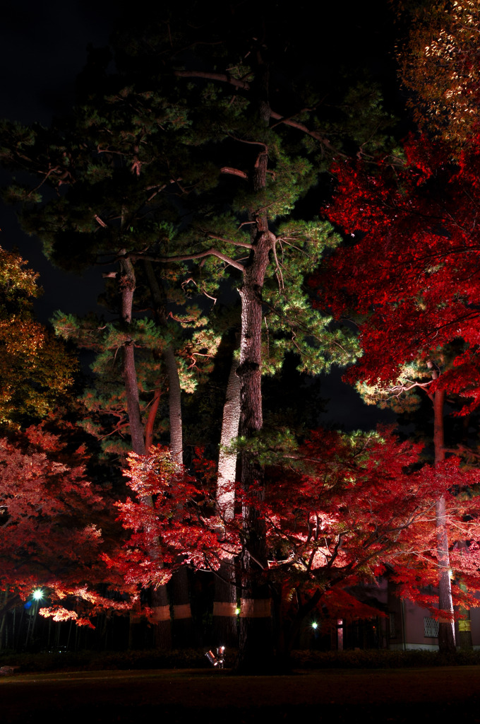 太田黒ライトアップ２