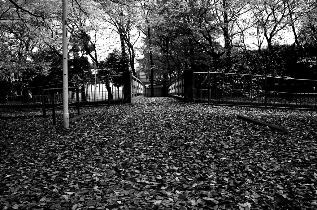 イチョウの絨毯