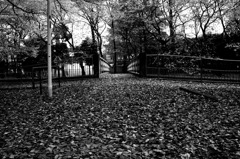 イチョウの絨毯