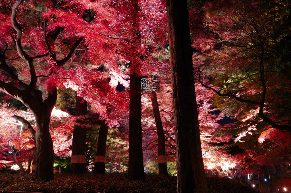 太田黒ライトアップ４