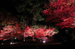 太田黒公園ライトアップ１