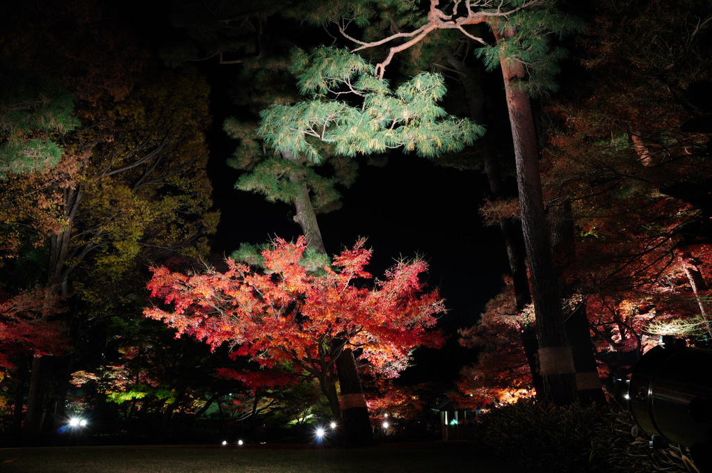 太田黒ライトアップ３