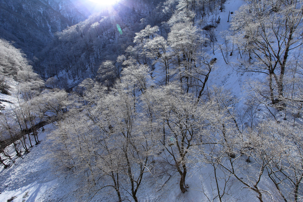 樹氷の上を飛ぶ
