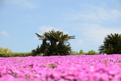 芝桜とフェニックス