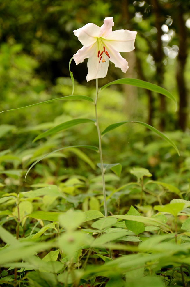 笹百合