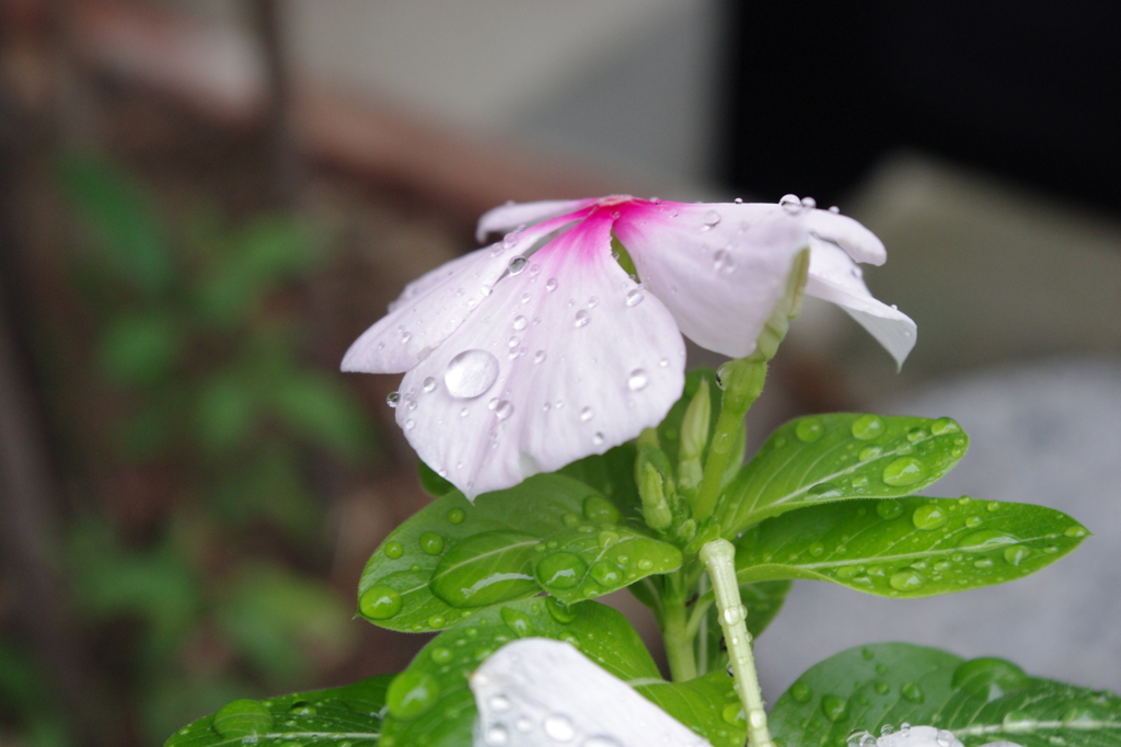 雨にぬれて