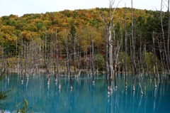 青い池と紅葉
