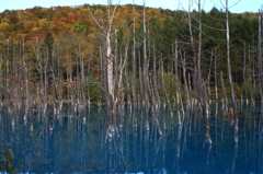 青い池と紅葉2