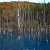 青い池と紅葉2