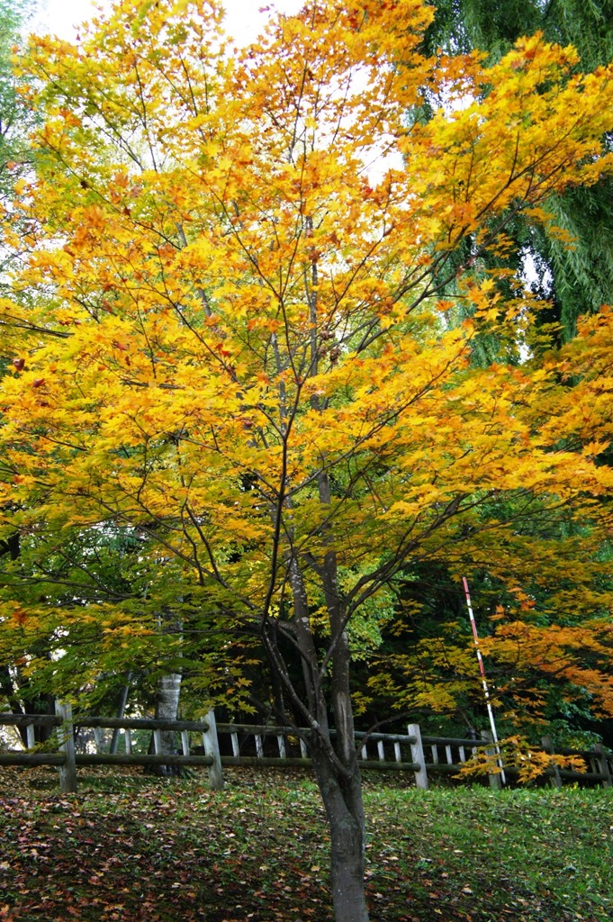 紅葉