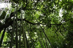 法然院
