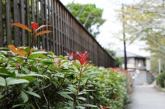 哲学の道