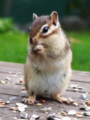 シマリス