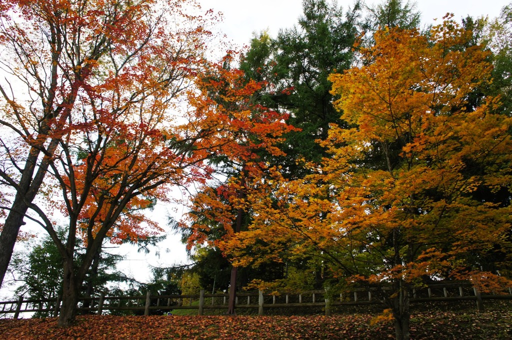 紅葉