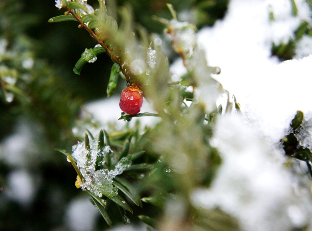 雪