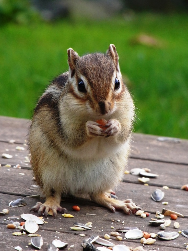 シマリス