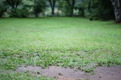雨濡れ緑