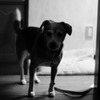 ウチの犬