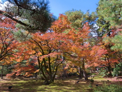 京都の紅葉３